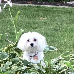 Meet your Posher, Donna